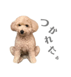 トイプー⋆︎むぎの日常（個別スタンプ：5）