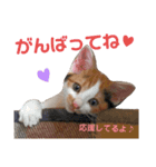 仔猫のラナ 3（個別スタンプ：1）