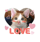 仔猫のラナ 3（個別スタンプ：2）