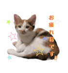 仔猫のラナ 3（個別スタンプ：3）
