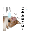 仔猫のラナ 3（個別スタンプ：4）