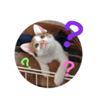 仔猫のラナ 3（個別スタンプ：5）