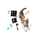 仔猫のラナ 3（個別スタンプ：6）