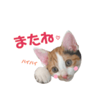 仔猫のラナ 3（個別スタンプ：8）