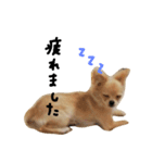五十嵐家のきなこさん（個別スタンプ：11）