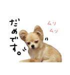 五十嵐家のきなこさん（個別スタンプ：15）