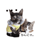猫スタンプ(きぃくぅろぅ)（個別スタンプ：2）