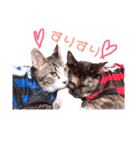 猫スタンプ(きぃくぅろぅ)（個別スタンプ：5）
