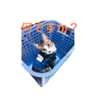 猫スタンプ(きぃくぅろぅ)（個別スタンプ：7）
