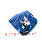 猫スタンプ(きぃくぅろぅ)（個別スタンプ：8）