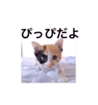 三毛猫ぴっぴ（個別スタンプ：1）