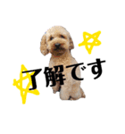 もかぷぅ一家（個別スタンプ：9）