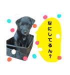 もかぷぅ一家（個別スタンプ：13）