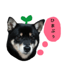 もかぷぅ一家（個別スタンプ：15）