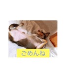 仲良しチワワ達（個別スタンプ：2）