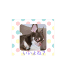 仲良しチワワ達（個別スタンプ：3）