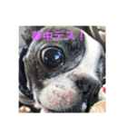 bossの日々2（個別スタンプ：4）