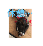 bossの日々2（個別スタンプ：34）