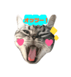 日常、にゃん。（個別スタンプ：2）