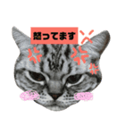 日常、にゃん。（個別スタンプ：3）