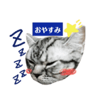 日常、にゃん。（個別スタンプ：5）