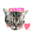 日常、にゃん。（個別スタンプ：7）