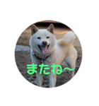 コタロウとお友達（個別スタンプ：11）
