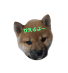 コタロウとお友達（個別スタンプ：13）