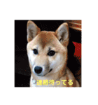 コタロウとお友達（個別スタンプ：14）