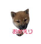 コタロウとお友達（個別スタンプ：17）