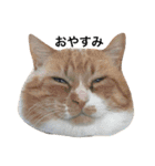 ねこのお返事スタンプ（時々いぬ）（個別スタンプ：1）