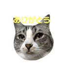 ねこのお返事スタンプ（時々いぬ）（個別スタンプ：2）