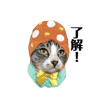ねこのお返事スタンプ（時々いぬ）（個別スタンプ：3）