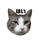 ねこのお返事スタンプ（時々いぬ）（個別スタンプ：4）