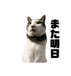 ねこのお返事スタンプ（時々いぬ）（個別スタンプ：5）