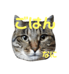 ねこのお返事スタンプ（時々いぬ）（個別スタンプ：6）