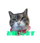 ねこのお返事スタンプ（時々いぬ）（個別スタンプ：7）