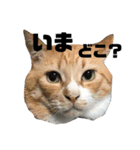 ねこのお返事スタンプ（時々いぬ）（個別スタンプ：8）