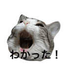 ねこのお返事スタンプ（時々いぬ）（個別スタンプ：9）