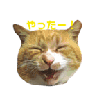 ねこのお返事スタンプ（時々いぬ）（個別スタンプ：11）