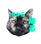 ねこのお返事スタンプ（時々いぬ）（個別スタンプ：12）