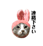 ねこのお返事スタンプ（時々いぬ）（個別スタンプ：13）