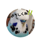 近藤家のるーちゃん（個別スタンプ：8）