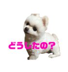 ぽめらにあんず（個別スタンプ：2）