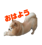 ぽめらにあんず（個別スタンプ：3）