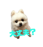 ぽめらにあんず（個別スタンプ：6）