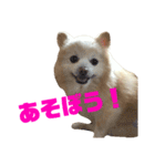 ぽめらにあんず（個別スタンプ：8）