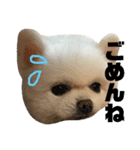 ぽめらにあんず（個別スタンプ：9）
