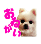 ぽめらにあんず（個別スタンプ：14）