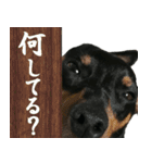 愛犬『ぐりお』の面白スタンプ①（個別スタンプ：21）